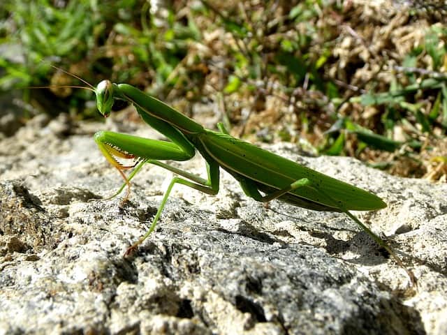 praying-mantis-mantodea-close-up