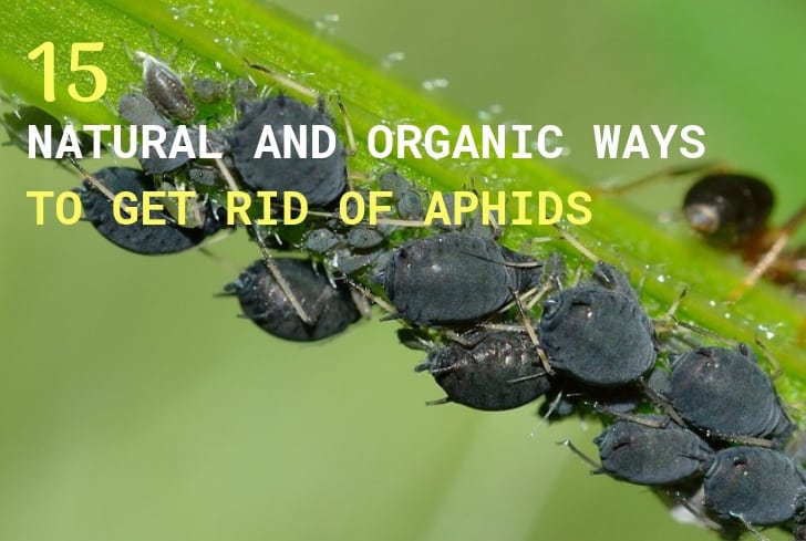 aphids-fabae-insects