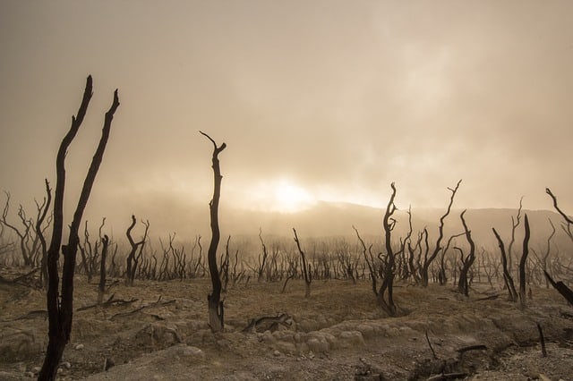 dead-trees-dry-deserted-dead-wood-climate