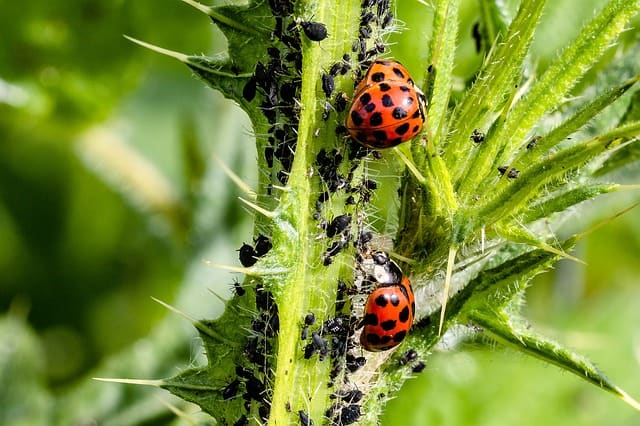 ladybug-asian-ladybug