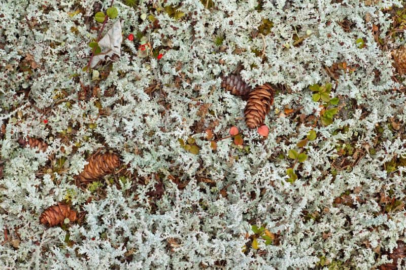 Lichens In Boreal Forest