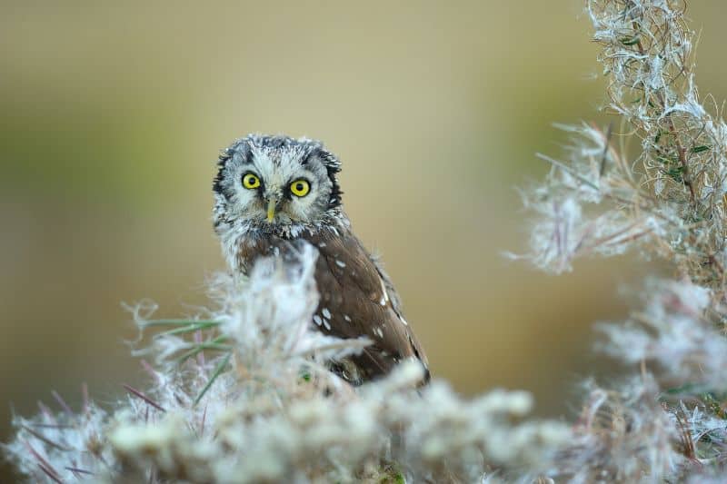 Boreal Owl