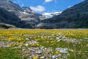 alpine-tundra-daylight-environment