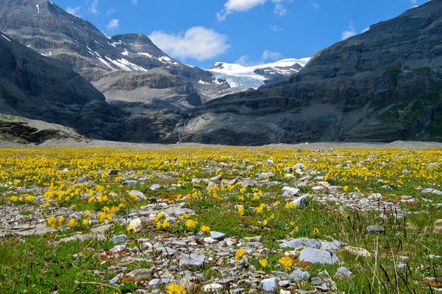 Alpine Tundra Biome: Location, Climate, Vegetation and Animals - Conserve  Energy Future