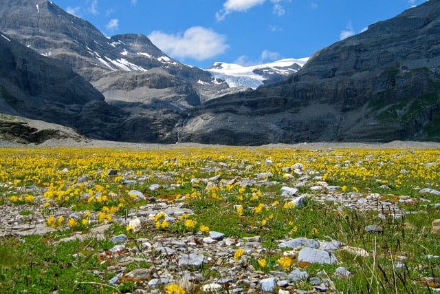 alpine-tundra-daylight-environment