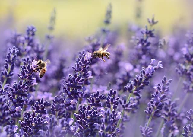 lavender-bee-summer-purple-garden