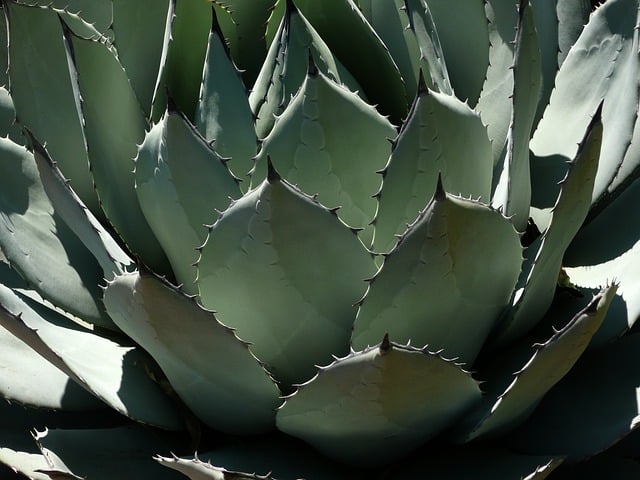 pita-century-plant-agave-cactus