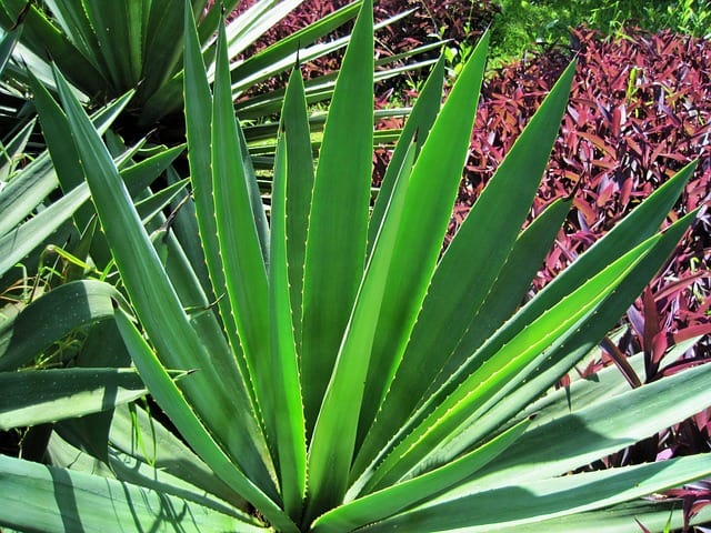 plant-base-leaves-thick-spiky-sisal