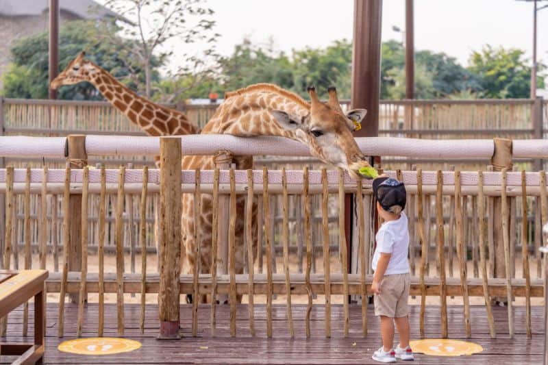 12 Reasons Why Is Wildlife Conservation Important?