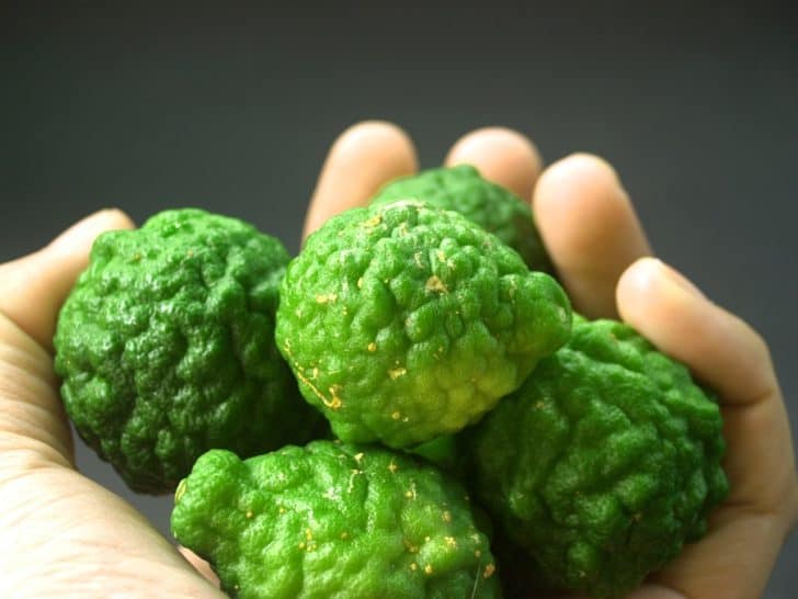 bergamot-fruit-leaf-isolated