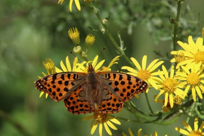 Biodiversity Methods