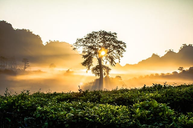 dawn-tree-bright-morning-nature-tree