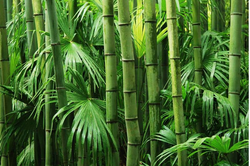 Bamboo as a forest product