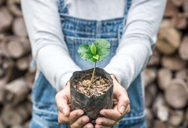 Girl holding a plant