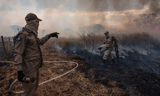 amazon-fires-biodiversity