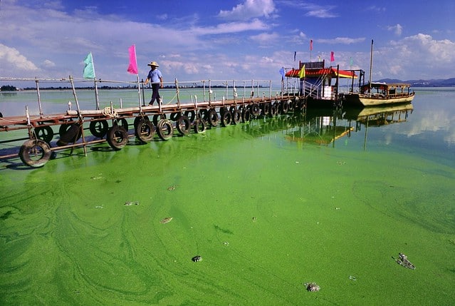 eutrophication-nitrogen-pollution