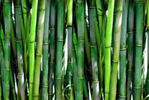 photo-fresh-bamboo-background