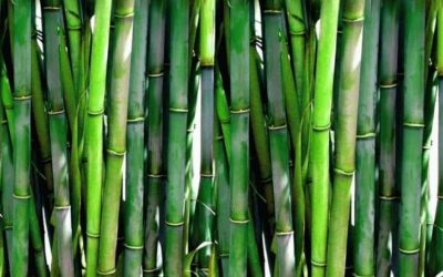 Is Bamboo Compostable?