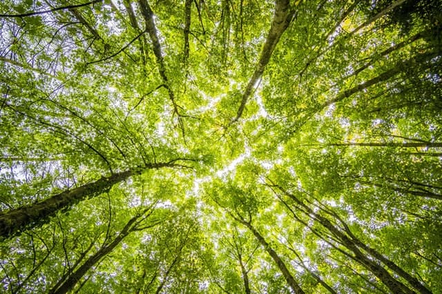 worms-eyeview-of-green-trees-forests