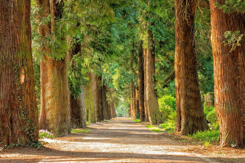 High demand trees and afforestation