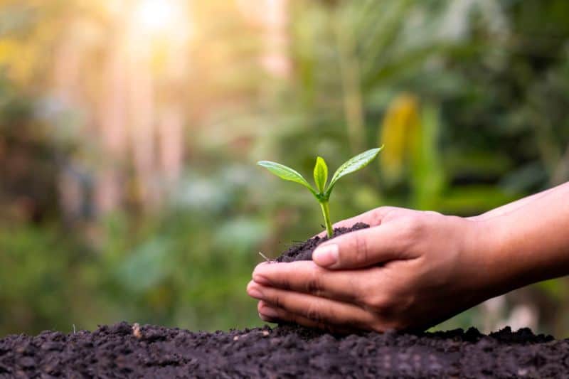 Planting young tree