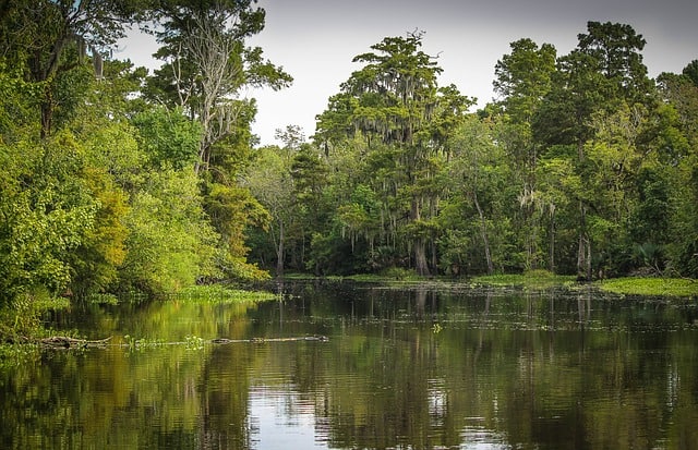 bayou-swamp-marsh-wetland