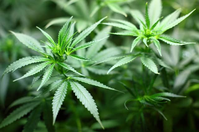 seedling-cannabis-marijuana
