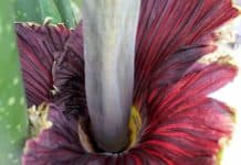 Types of Flowers Close to Extinction titan arum