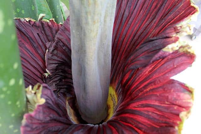 titan arum