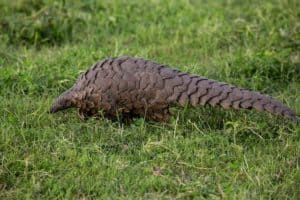 Pangolin