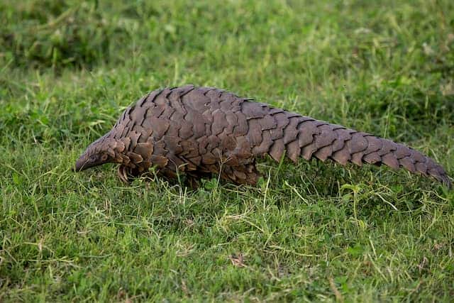 Pangolin