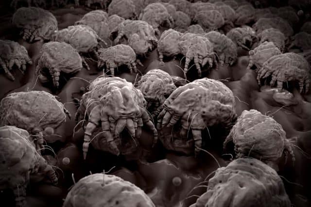 dust-mites