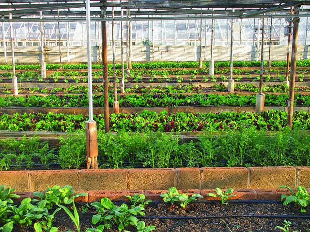 Horticulture, Definition, Types, Techniques, & Uses