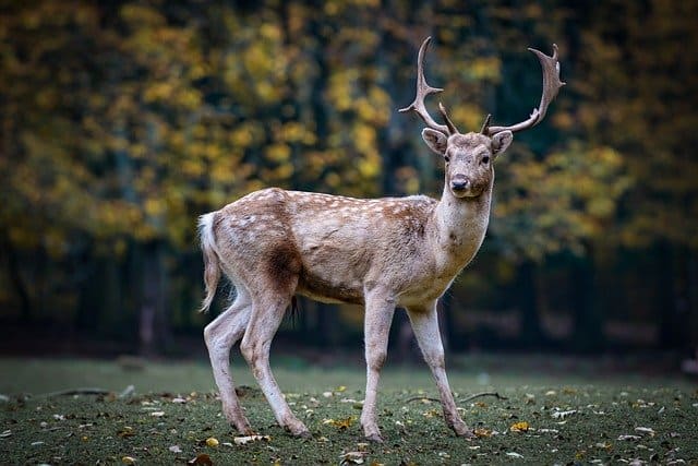 nature-roe-deer-forest-fallow-deer