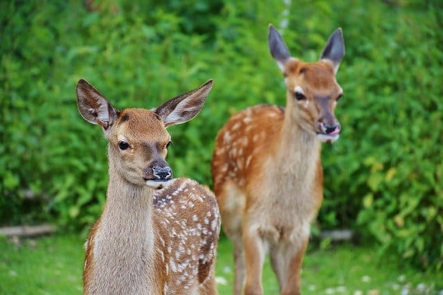 roe-deer-kitz-wild-forest-red-deer