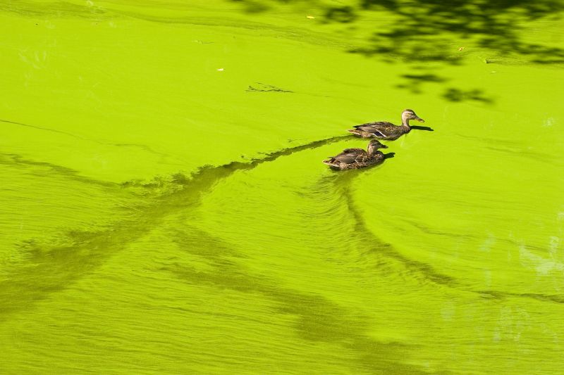 Effects of Cultural Eutrophication