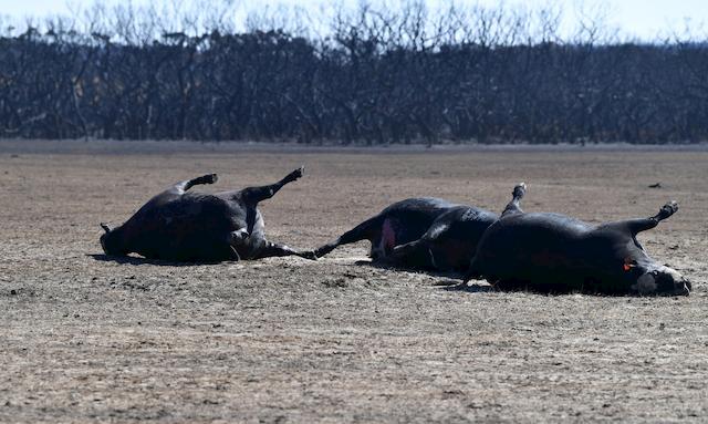 Local livestock in flames