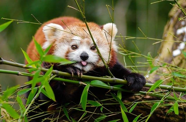 7 Facts to Make You Fall in Love with Red Pandas