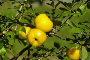 quince-poland-lemon-sidonia