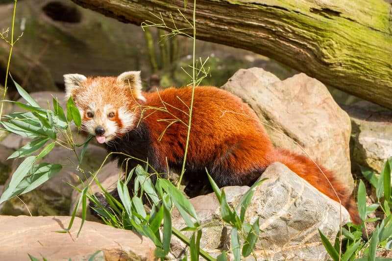 Red Pandas Are Endangered