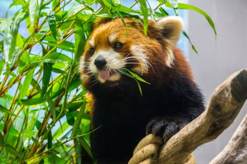 Interesting Facts About the Red Pandas