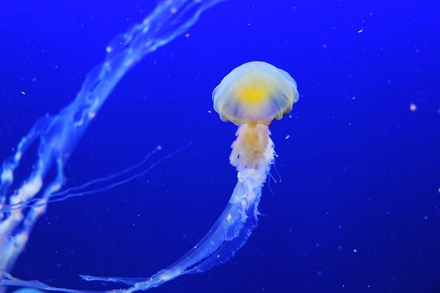 Top 15 Longest Living Animals on Earth - Conserve Energy Future Top 15 Longest Living Animals on Earth - Conserve Energy Future