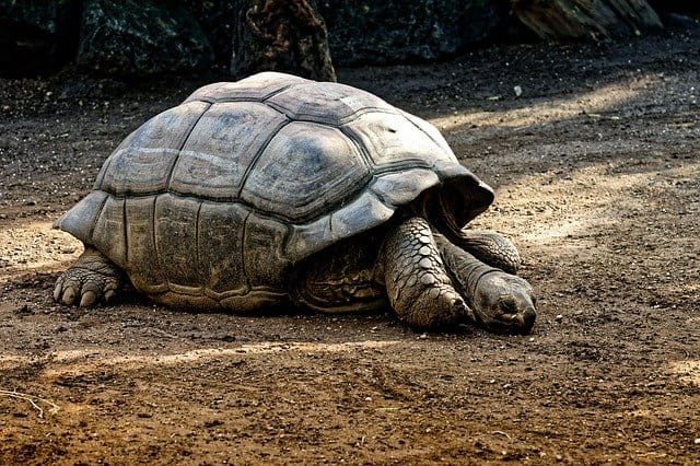 Top 15 Longest Living Animals on Earth - Conserve Energy Future