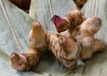 13 Amazing Health Benefits of Galangal