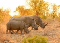 Rhinos: Why are They Important, Reasons for Extinction, How Can We Save Rhinos and Few Interesting Facts