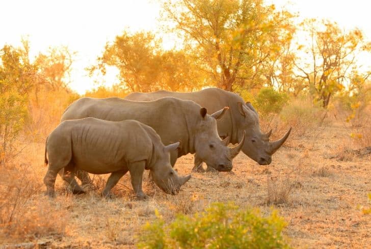 Rhinos: Why are They Important, Reasons for Extinction, How Can We Save  Rhinos and Few Interesting Facts - Conserve Energy Future