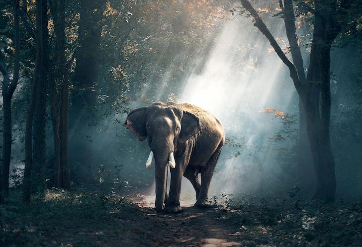 Elephants: Where Do They Live, Why are They Endangered, Various Threats