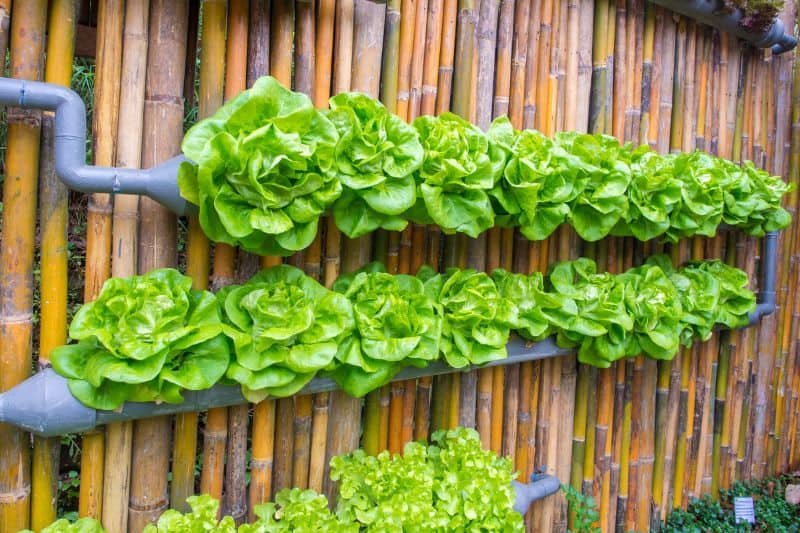 More Benefits of Vertical Gardening
