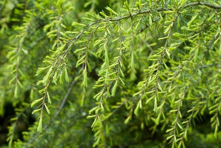 Artificial Pine Cypress Leaves Branch Long Faux Pine Cypress - Temu