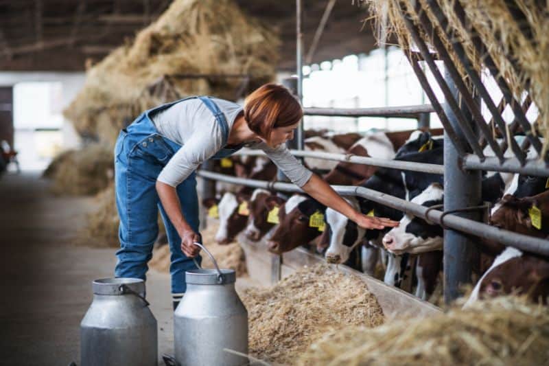 Dairy